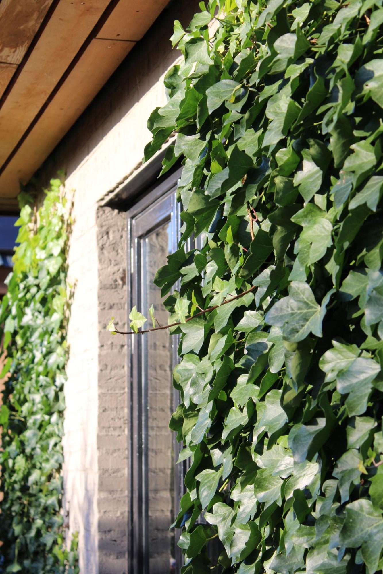 Tiny House In De Boomgaard Bed & Breakfast Stad aan 't Haringvliet Exterior photo